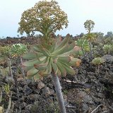 Aeonium urbicum v. meridionale (Chio, Tenerife, Canary Islands) from seedling - de semis